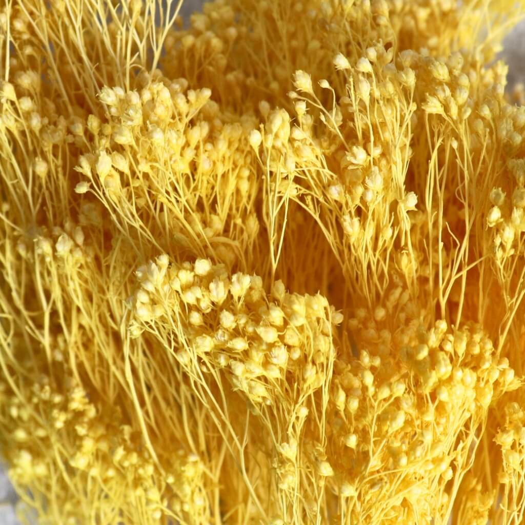Sušený Broom Bloom žlutá – přírodní sušené květiny pro dekorace